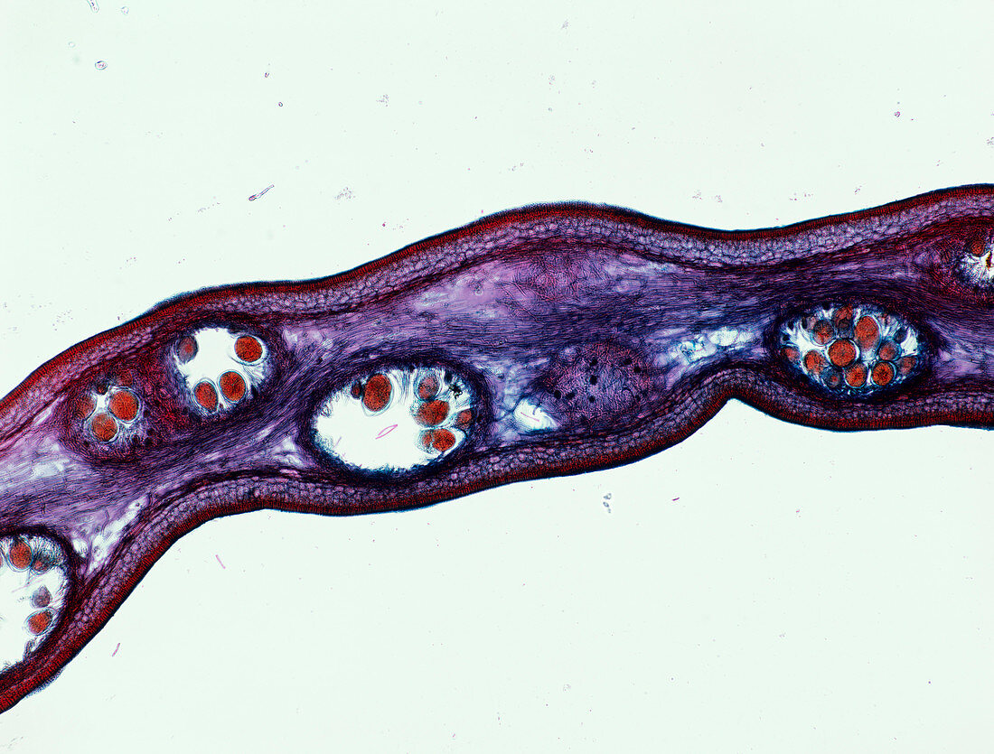 Seaweed female sex cells