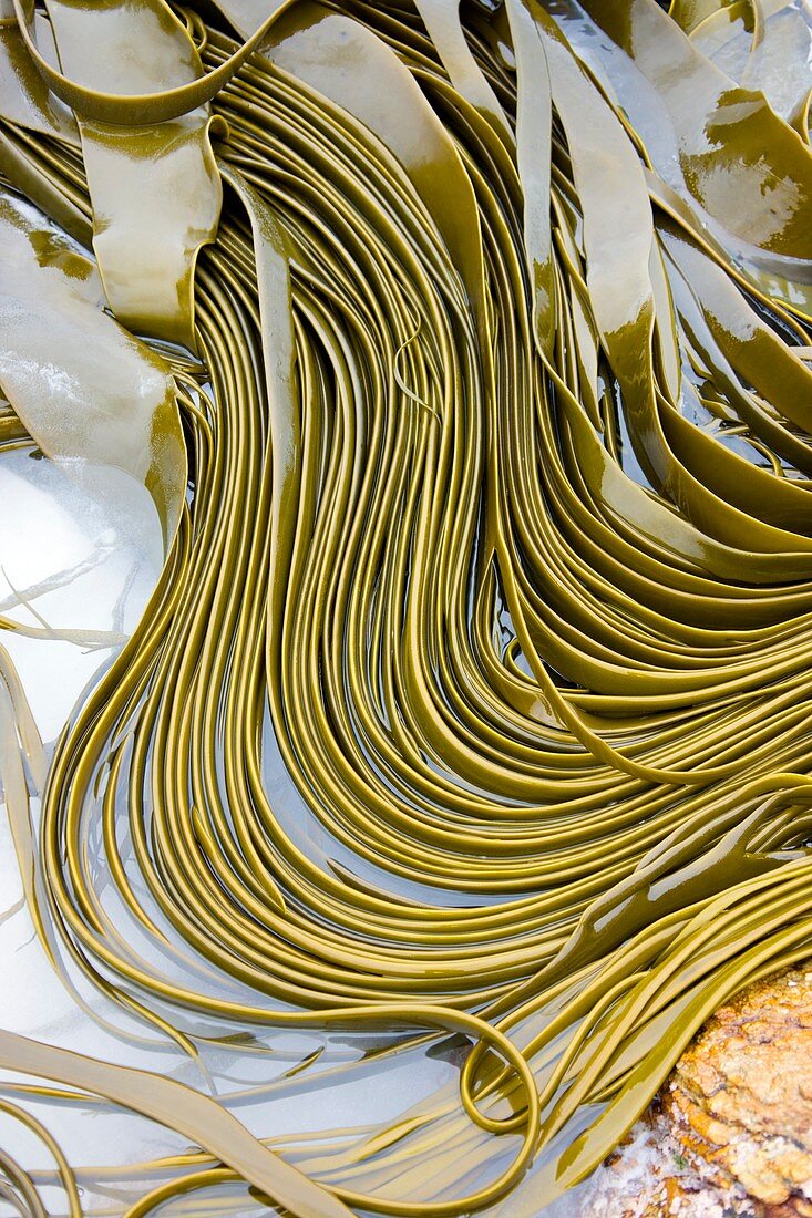 Kelp seaweed