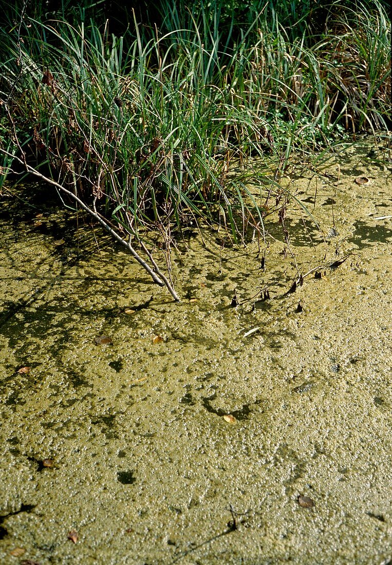 Green algal bloom in a pond