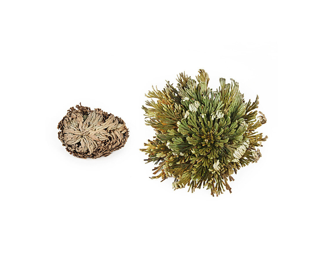 Resurrection plant before and after water