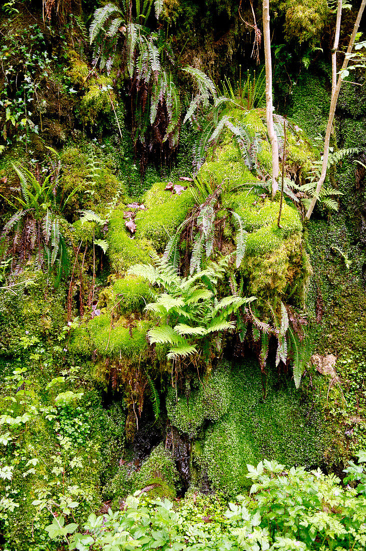 Mosses and ferns