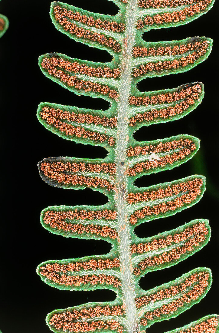 Underside of a fern leaf showing sori