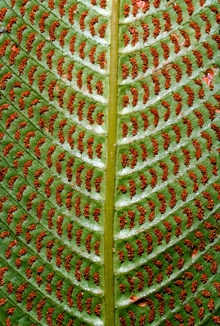 Sori on underside of fern leaf