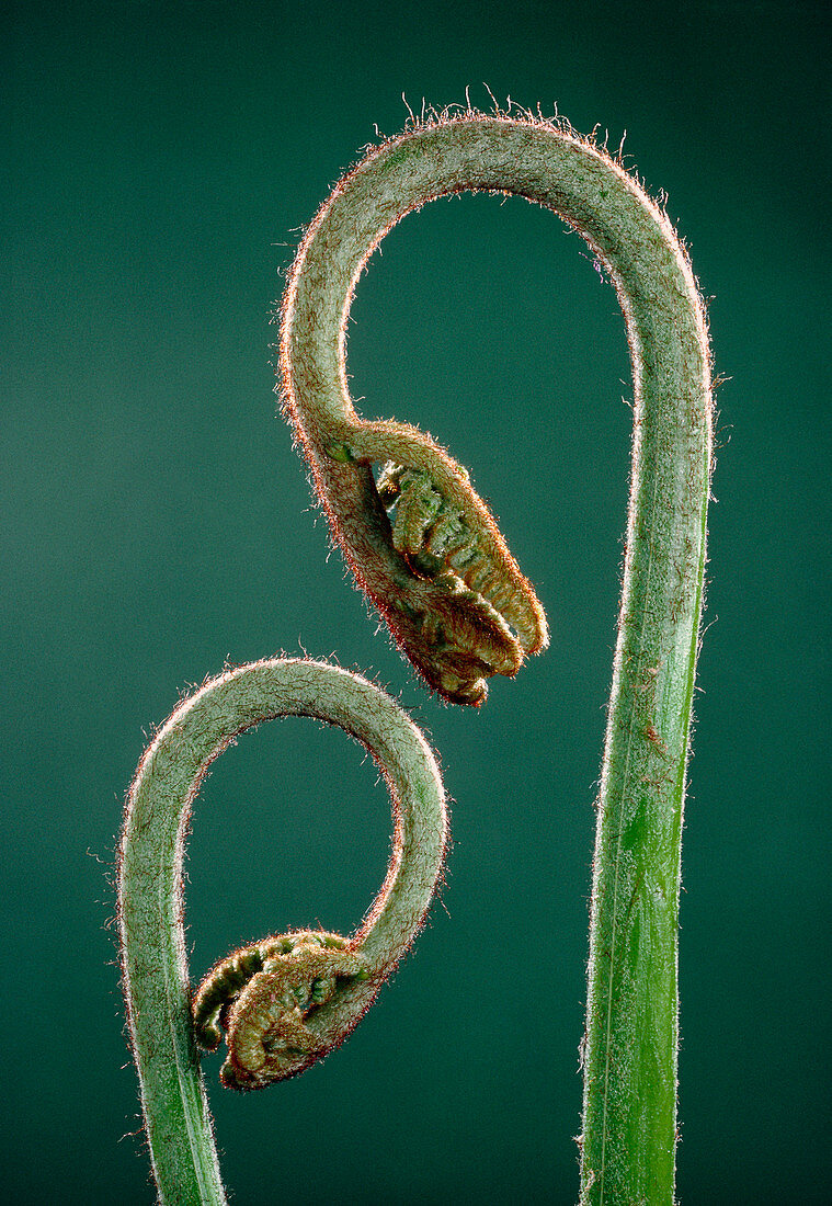 Macrophoto of Eagle fern leaves uncoiling