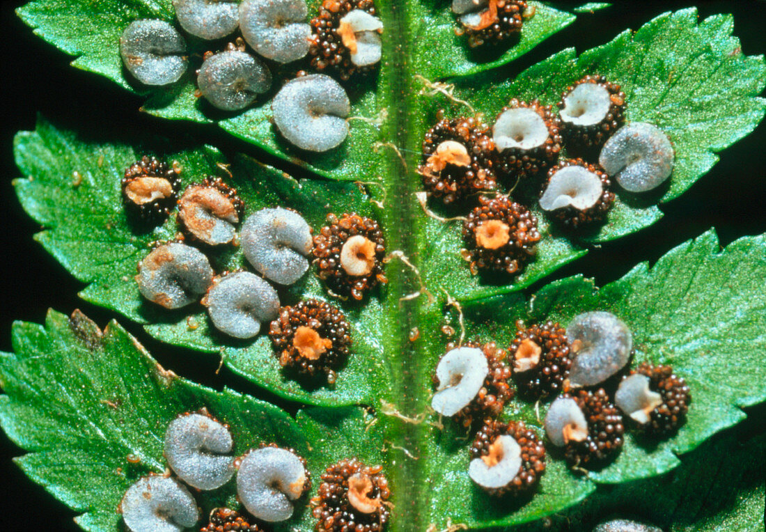 Sori on fern leaf,Polystichum
