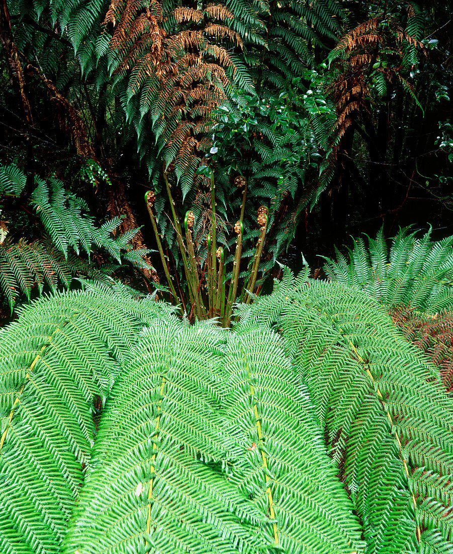 Tree fern in temperate rainforest
