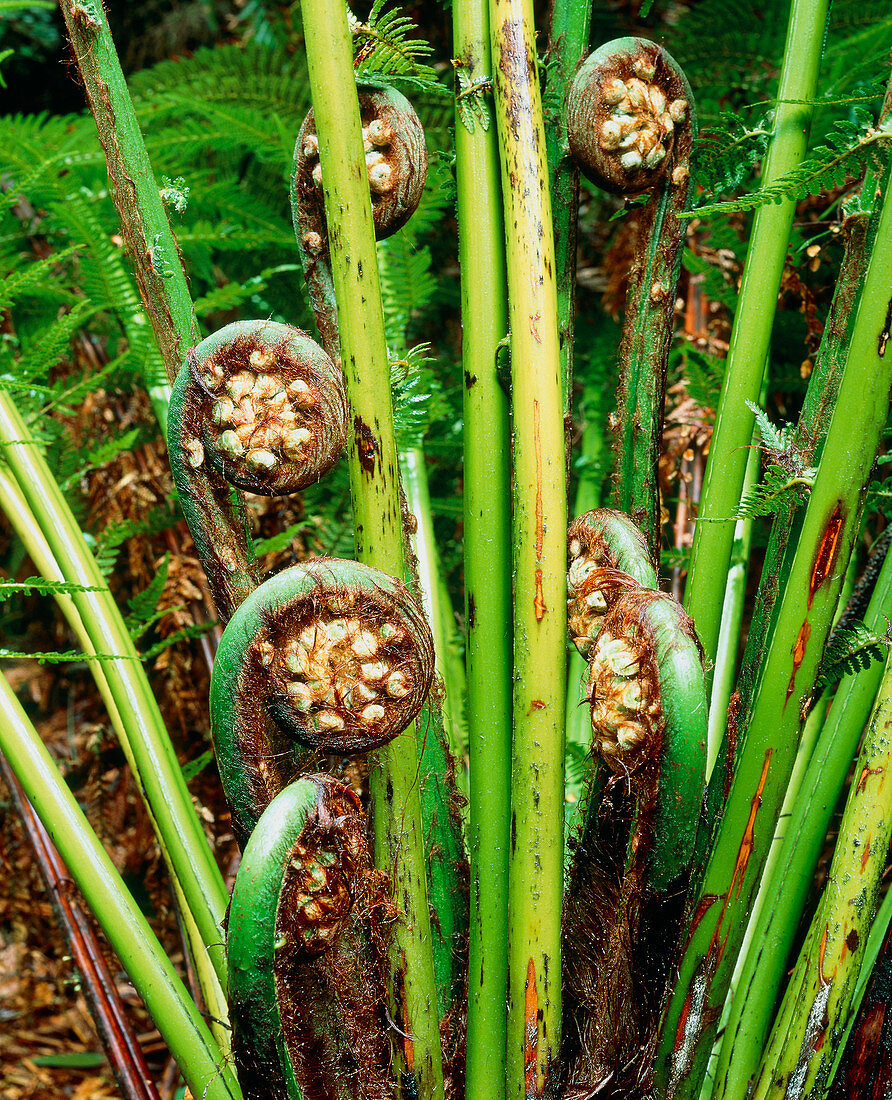 Young curled leaves of a tree fern