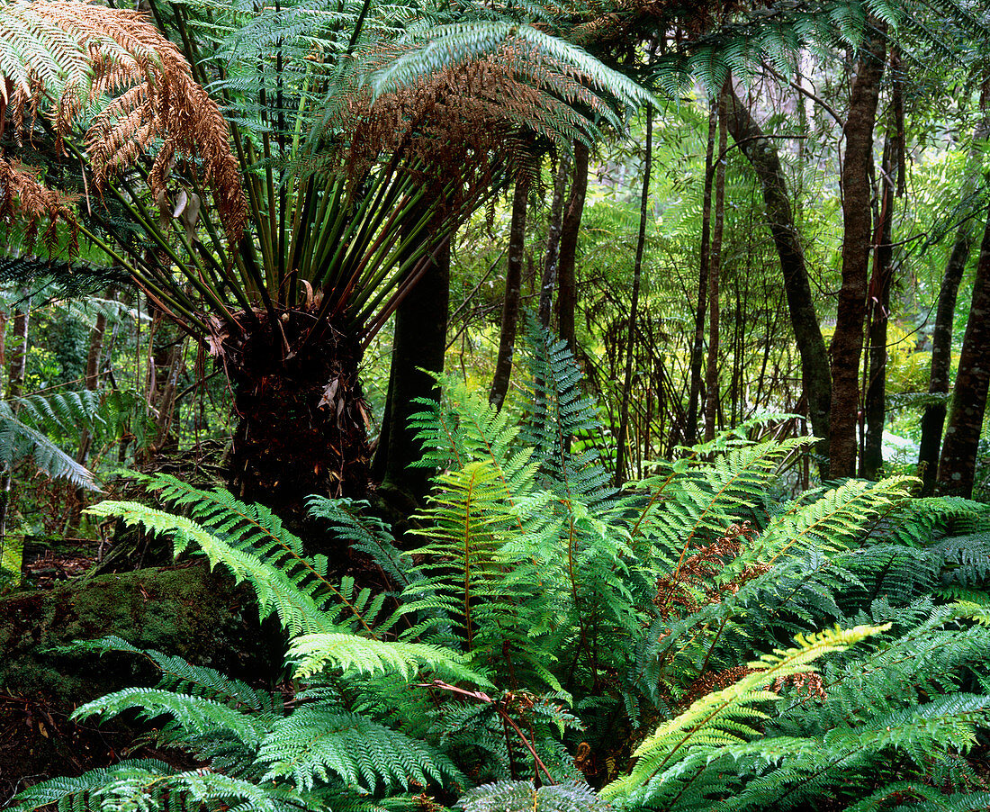 Tree ferns in temperate rainforest