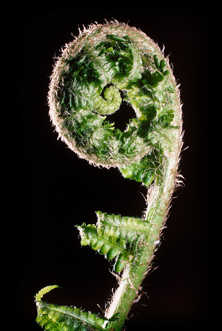 Coiled new leaf of male fern,Dryopteris