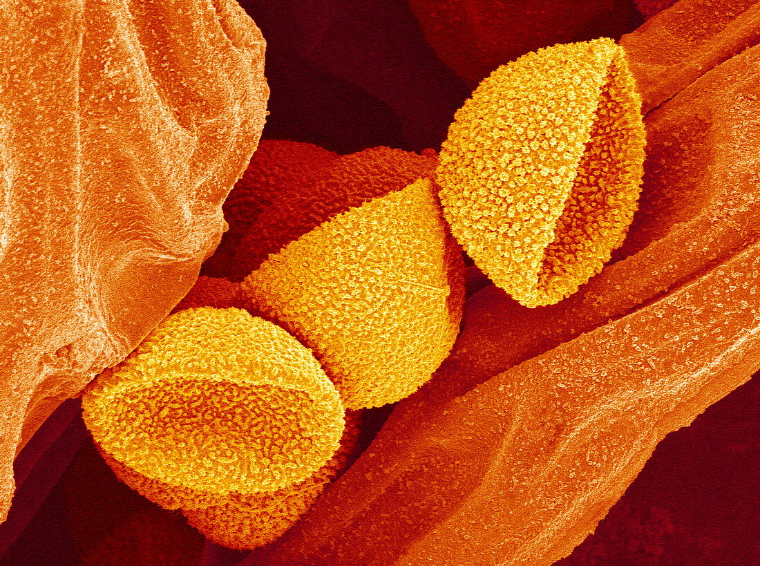 Flowering fern spores,SEM