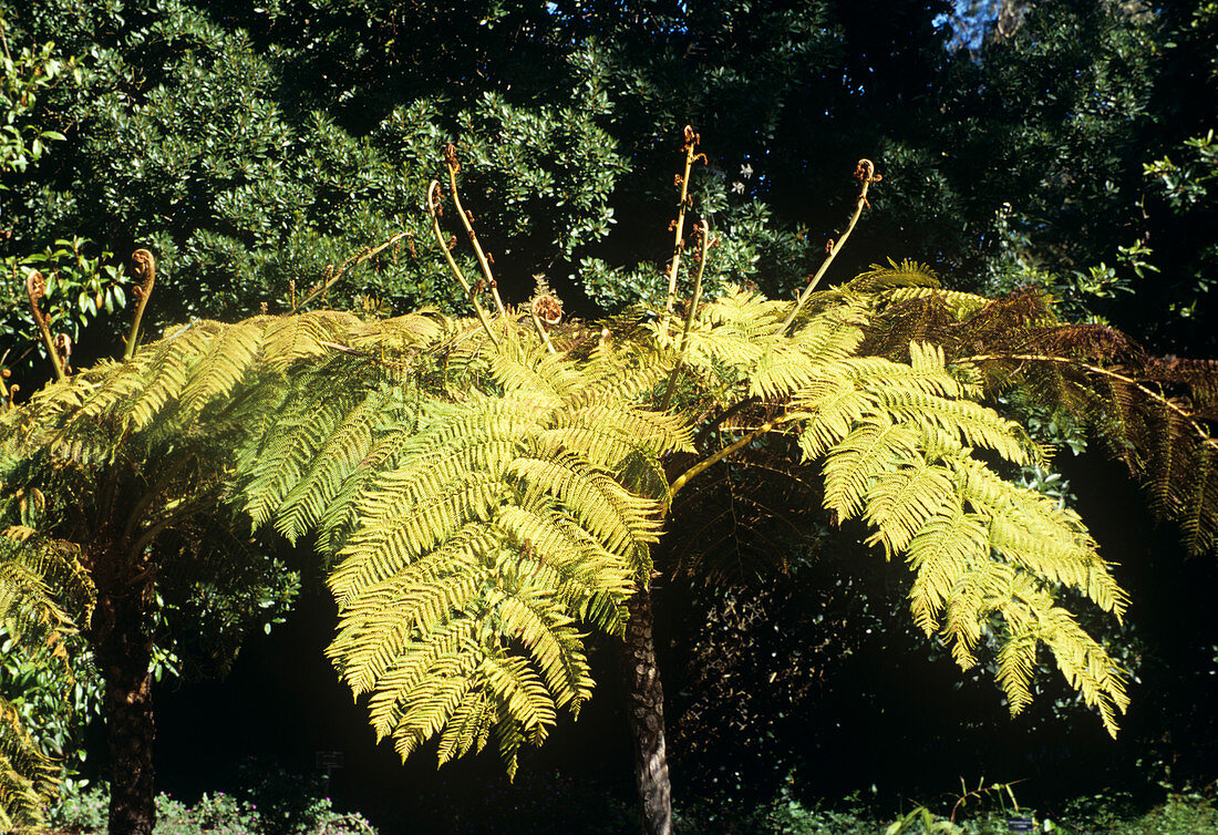 Tree fern (Sphaeropteris cooperi)