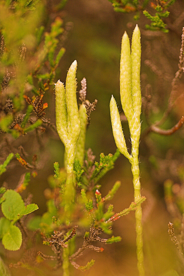 Club moss (Lycopodium clavatum)