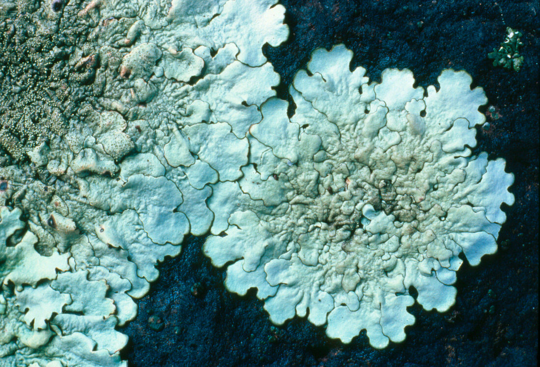 Foliose lichen growing on a rock