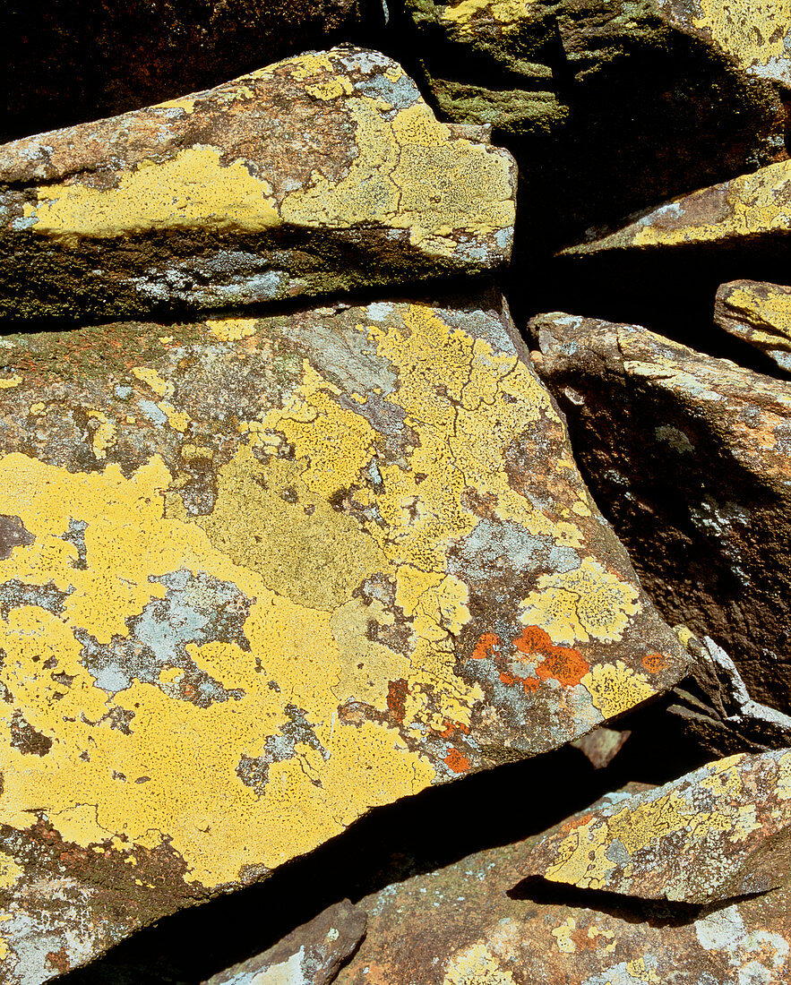Mountain lichen,R. geographicum