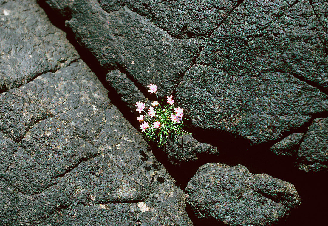 Rock covered in Verrucaria lichen