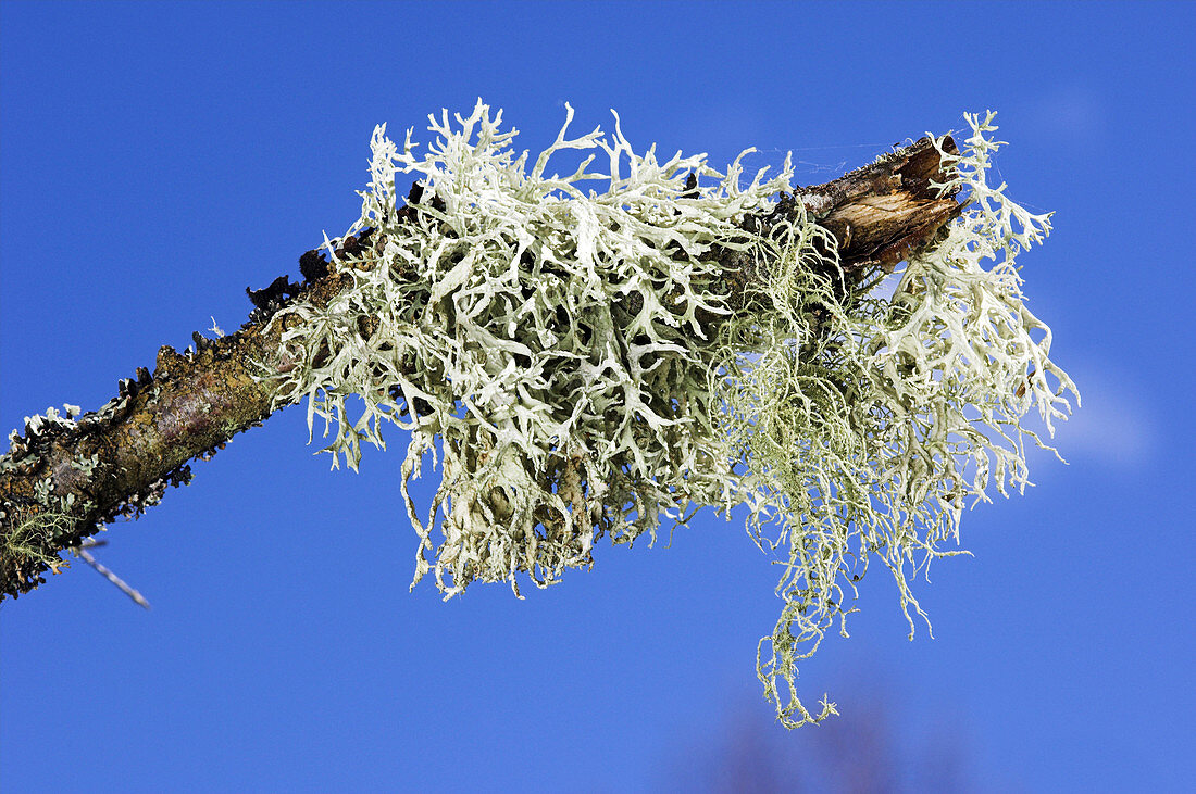 Lichen (Hypogymnia physodes)