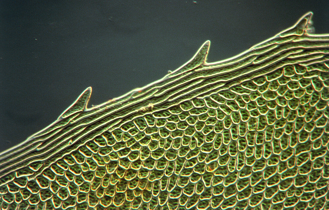 Leaf cells from the moss,Mnium