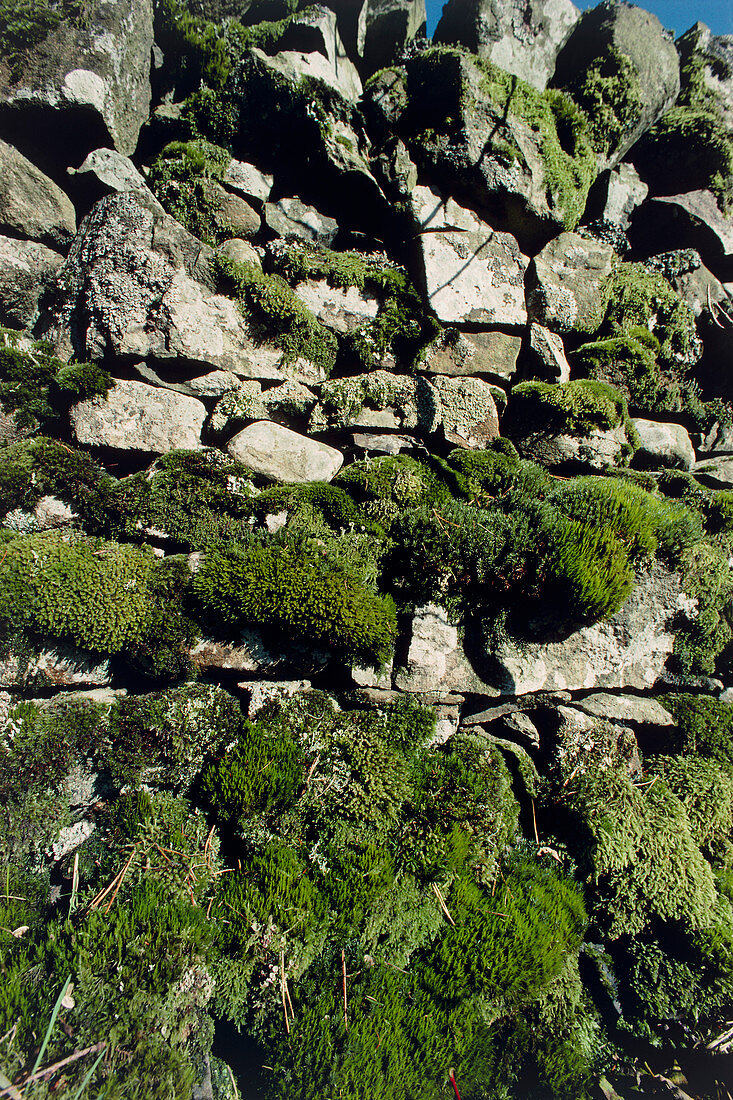 Mosses growing on a stone cliff