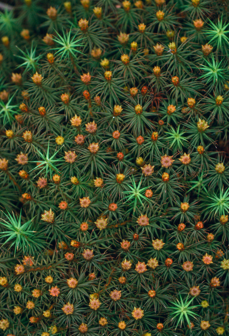 Polytrichum moss with male sex organs