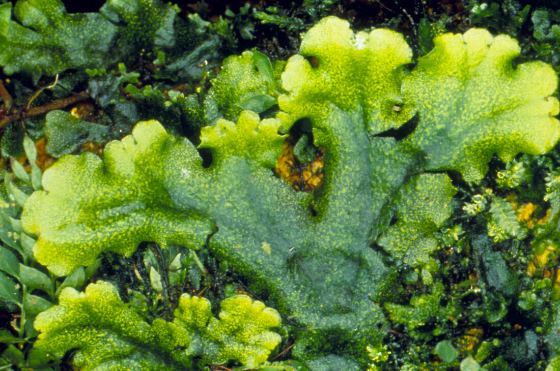 Green thallus of unidentified liverwort