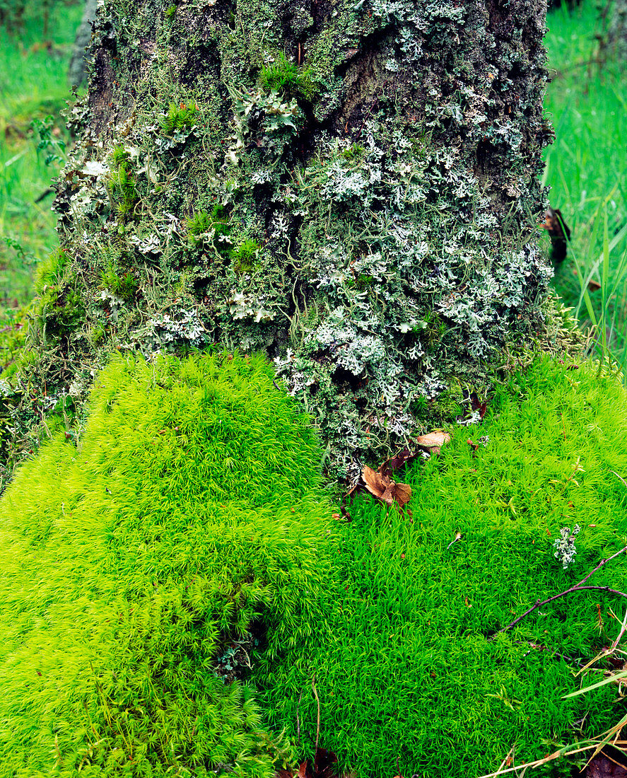 Moss and lichen growing on a birch tree