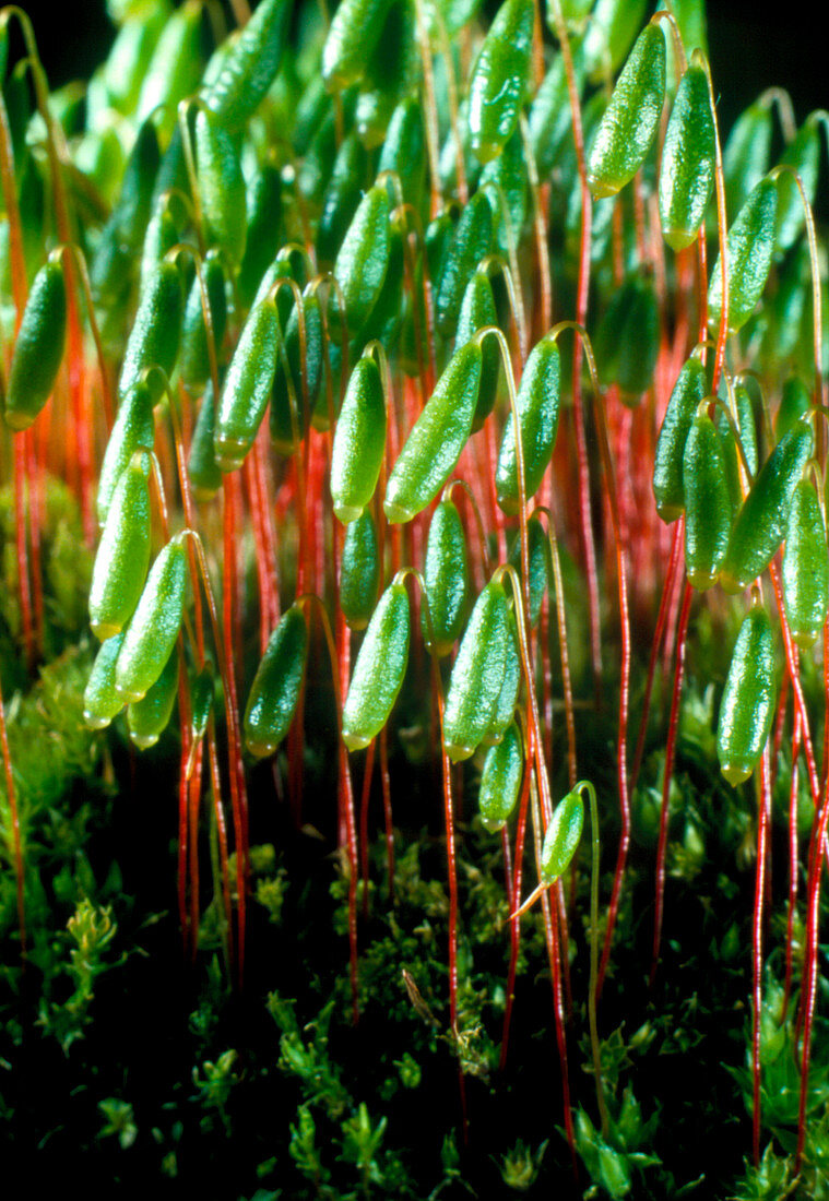 Spore capsules of the moss Bryum