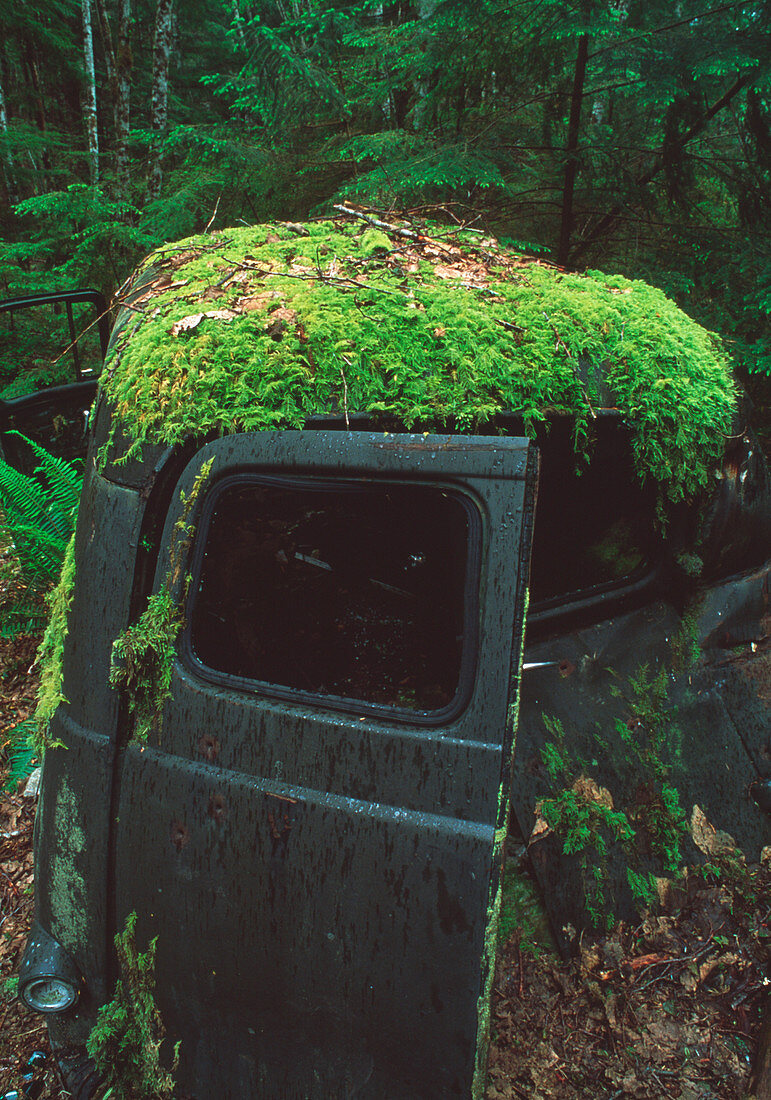 Moss-covered truck