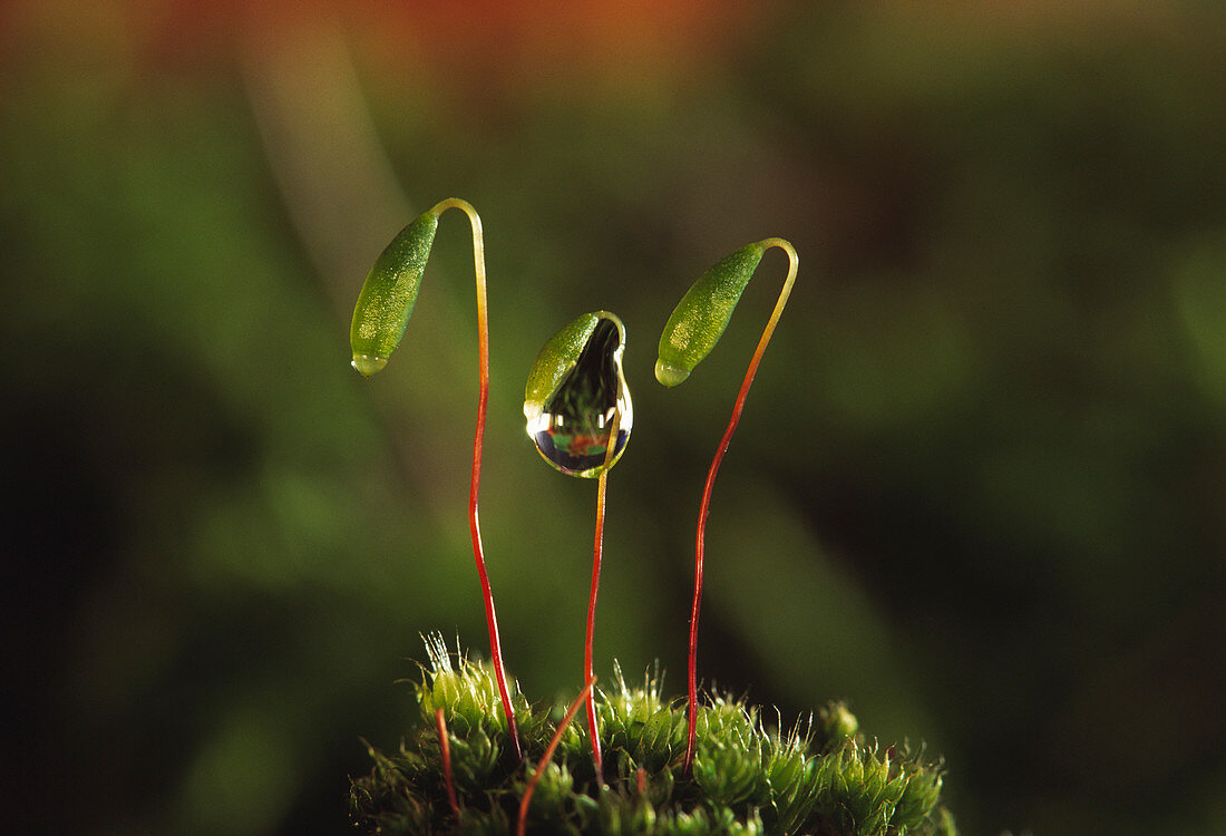 Moss spore capsules