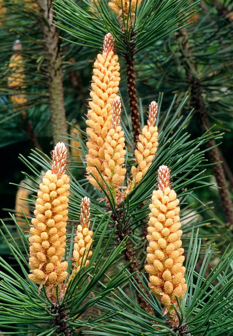 Monterey pine tree with male cones