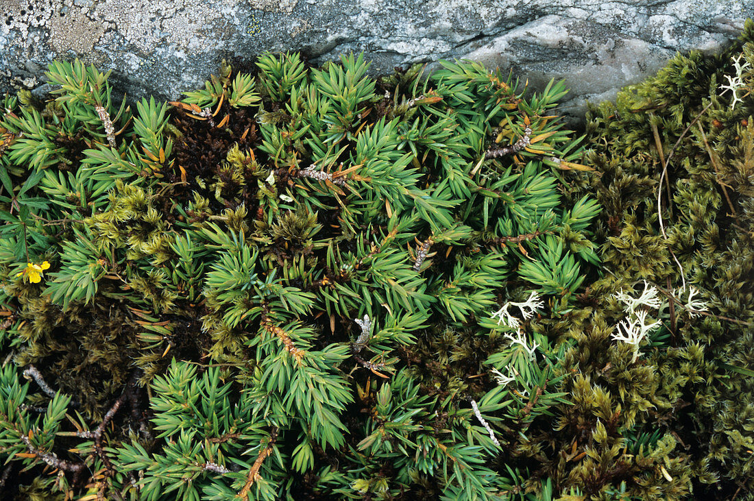 Dwarf juniper (Juniperus nana)