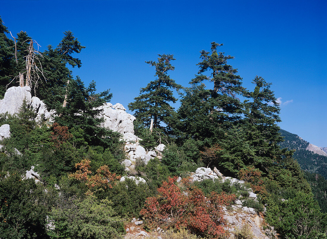 Greek fir trees (Abies cephalonica)
