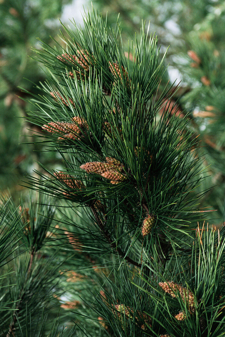 Maritime pine (Pinus pinaster)