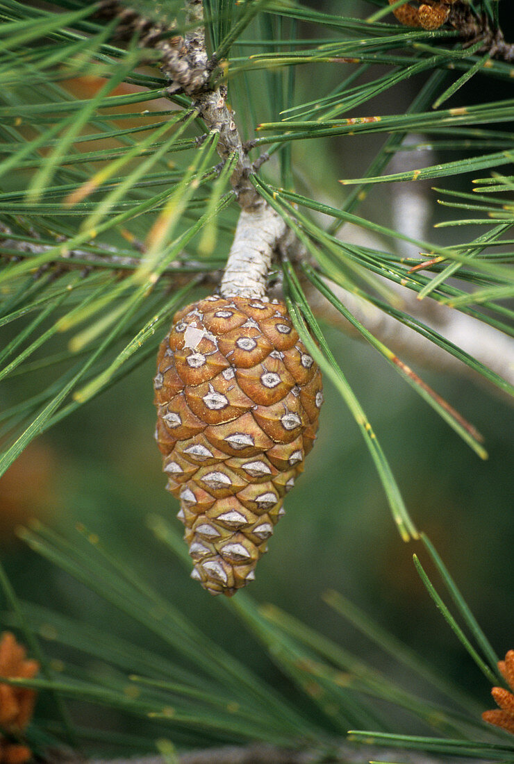 Aleppo pine cone
