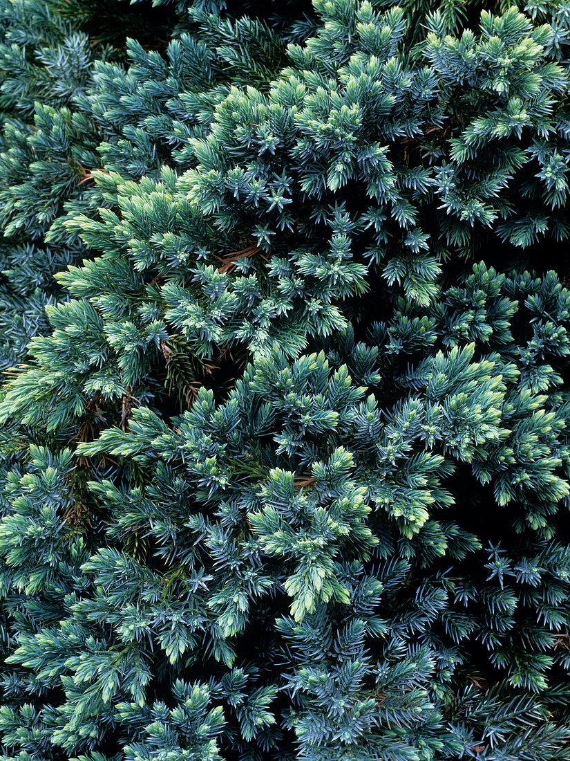 Juniperus squamata 'Blue Star' foliage