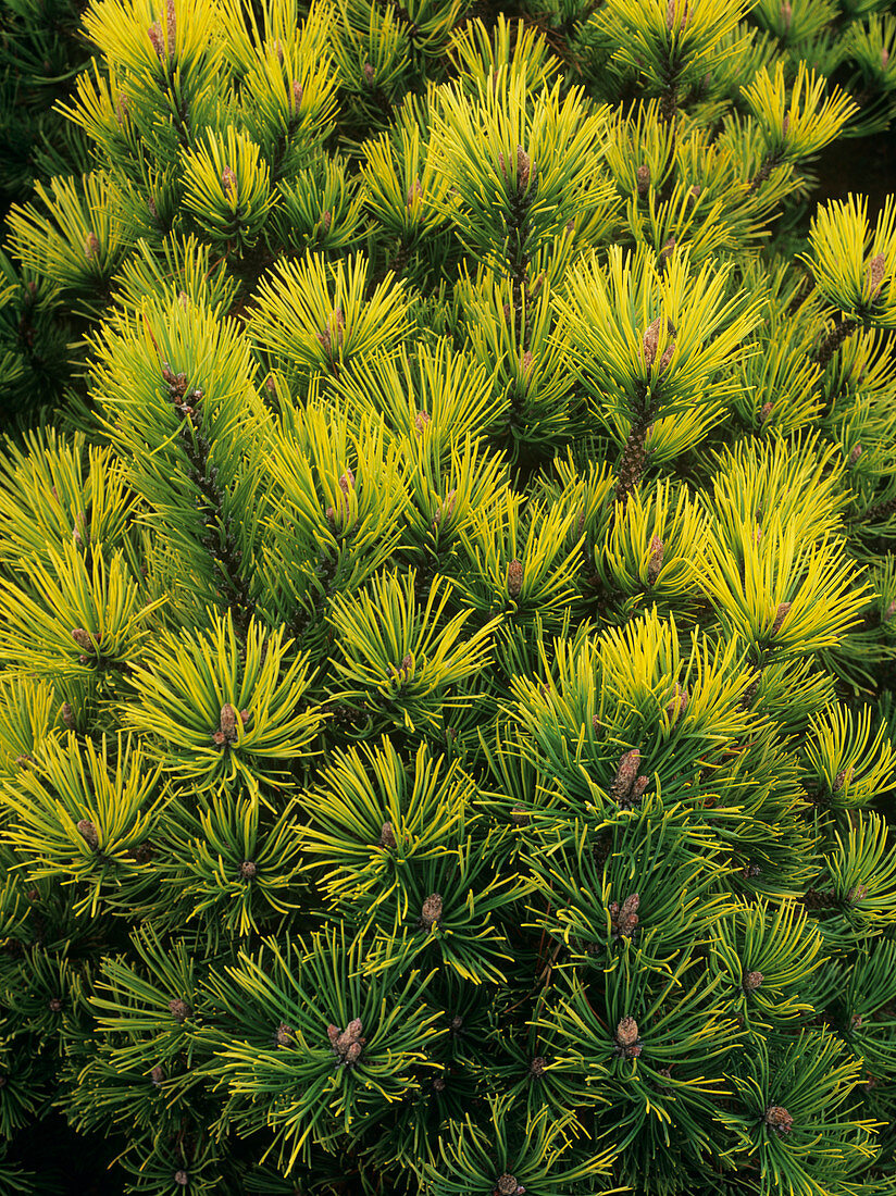 Pine foliage (Pinus mugo 'Ophir')