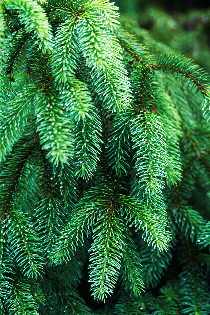 Sitka spruce (Picea sitchensis)