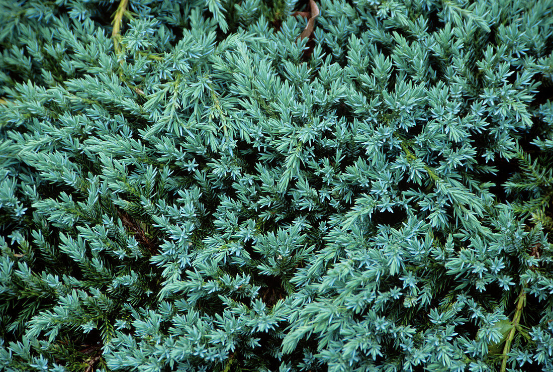Juniper (Juniperus 'Blue Carpet')