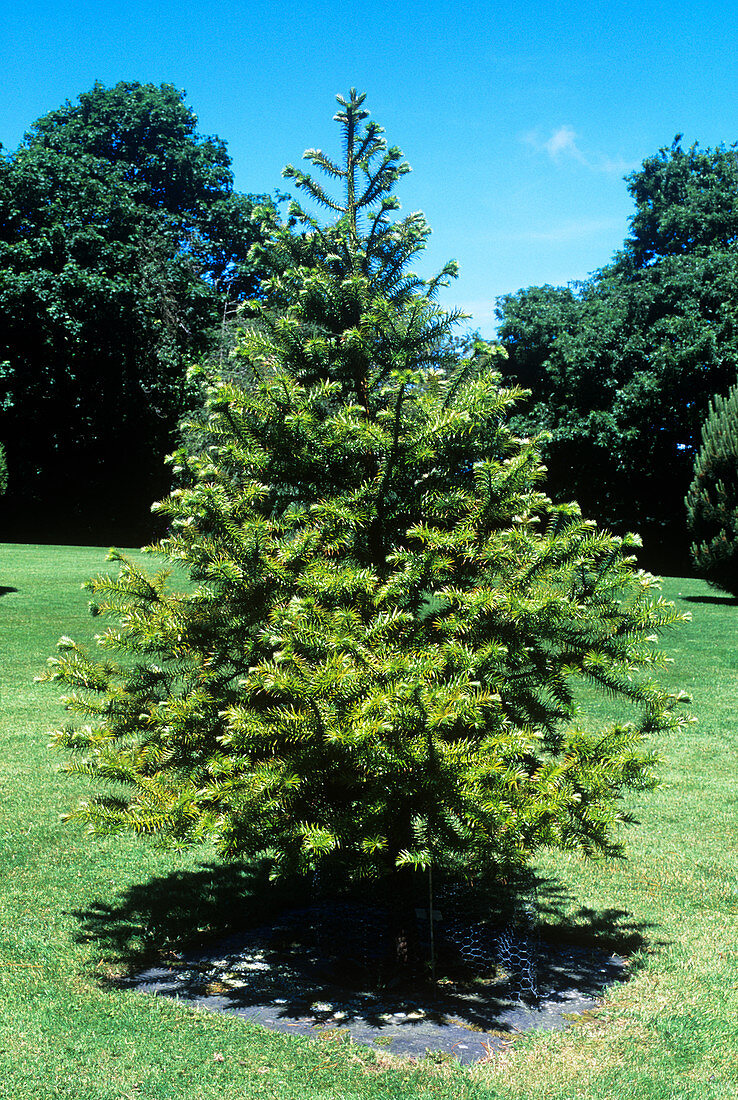 China fir tree (Cunninghamia lanceolata)