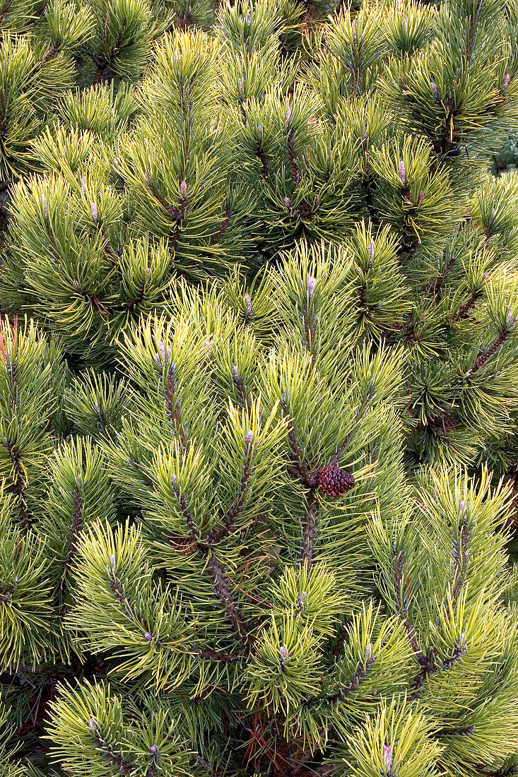 Mountain pine (Pinus mugo 'Winter Gold')