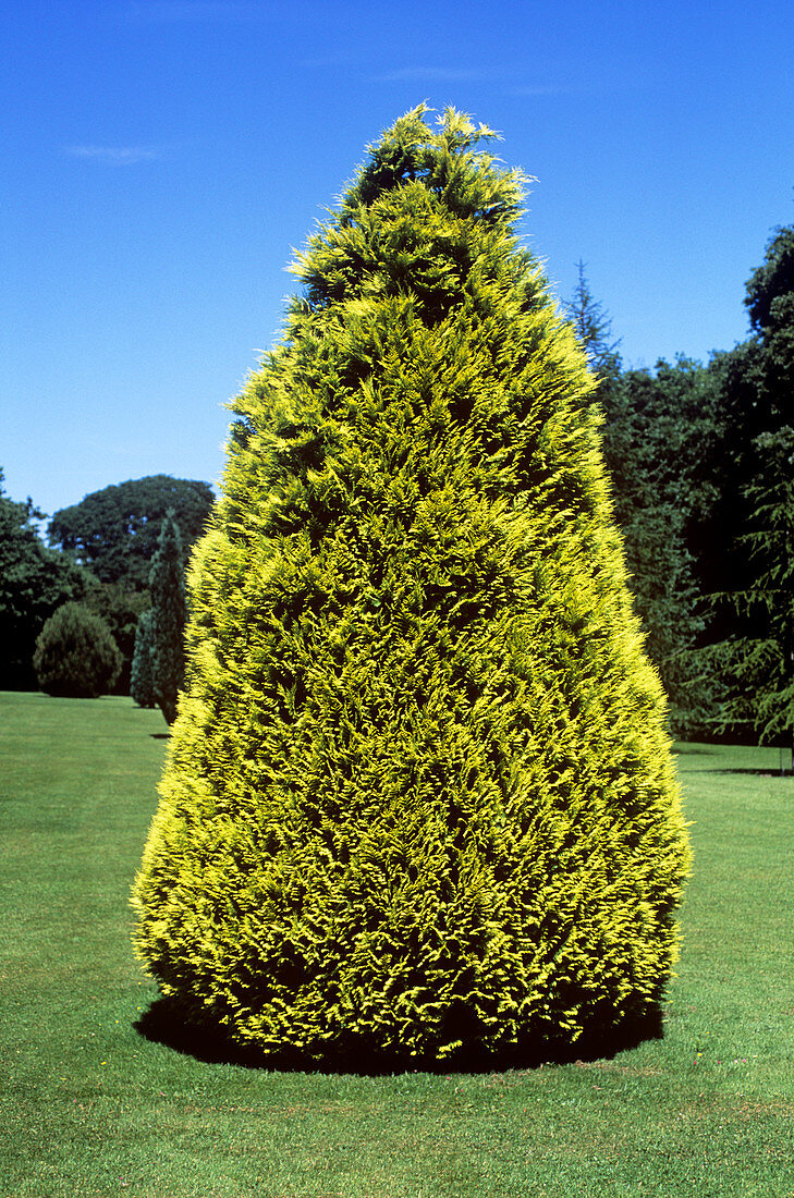 Lawson cypress (Chamaecyparis lawsonia)
