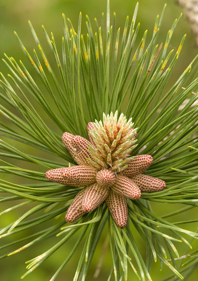 Maritime pine flowers (Pinus pinaster)