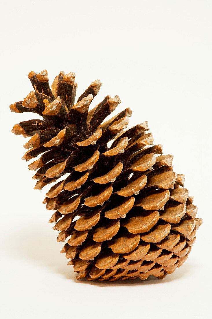 Jeffrey pine cone (Pinus jeffreyi)