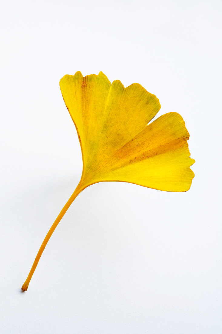 Ginkgo leaf (Ginkgo biloba)