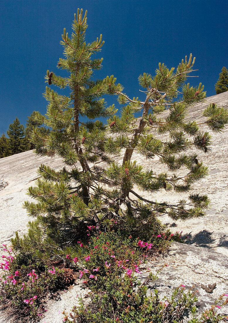 Lodgepole pine (Pinus contorta)