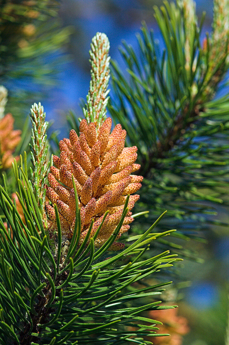 Scot's pine male flowers