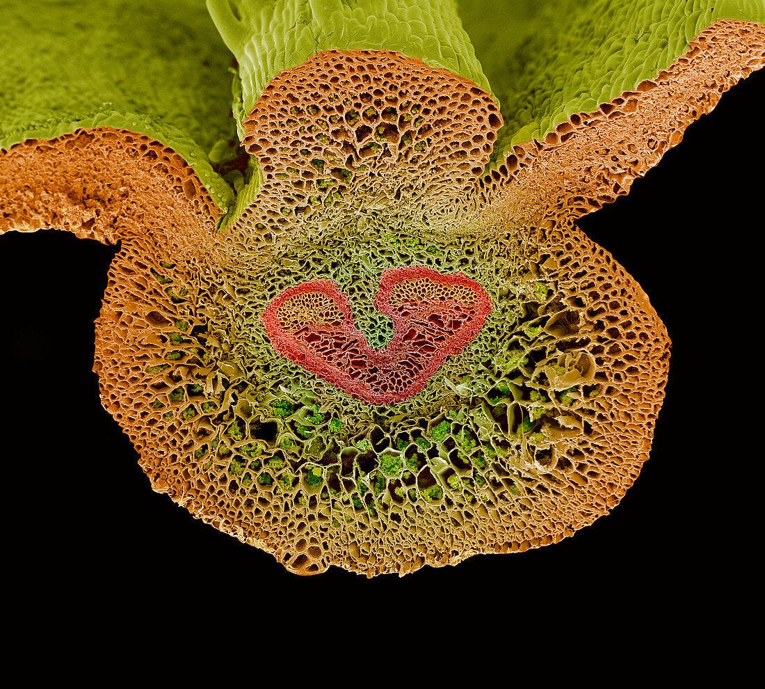 Tree fern frond midrib,SEM