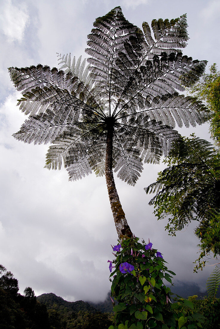 Tree fern,Malaysia