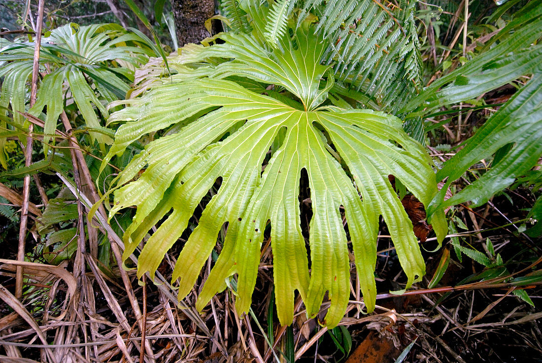 Tropical fern (Dipteris fern)