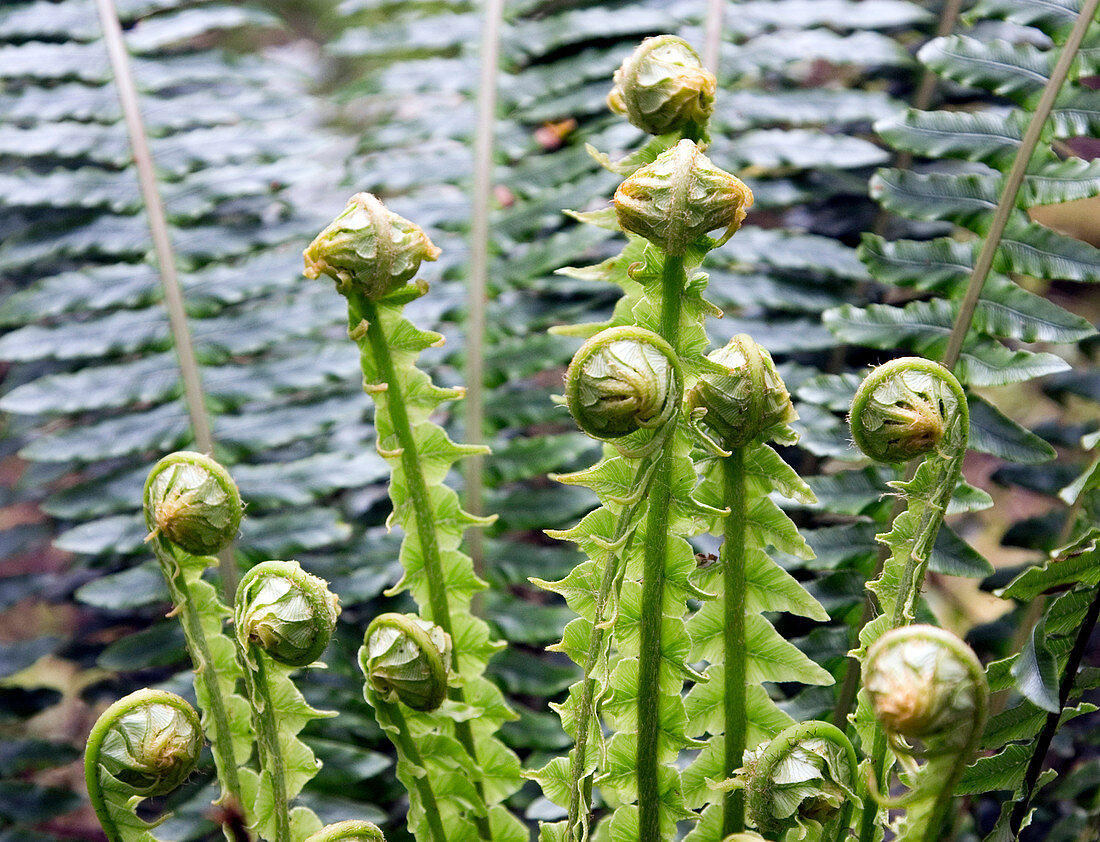 Crown fern (Blechnum discolor)