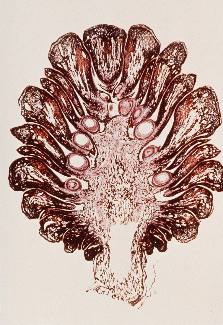 LM of section through female pine cone